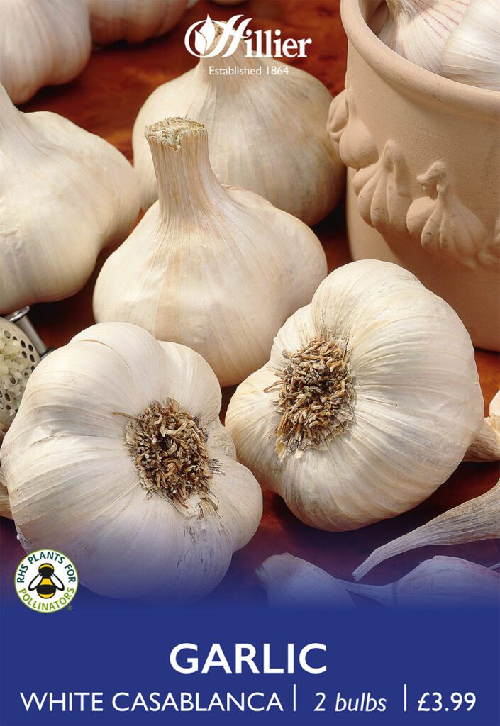 White Casablanca Garlic Bulbs 8718641999387 2